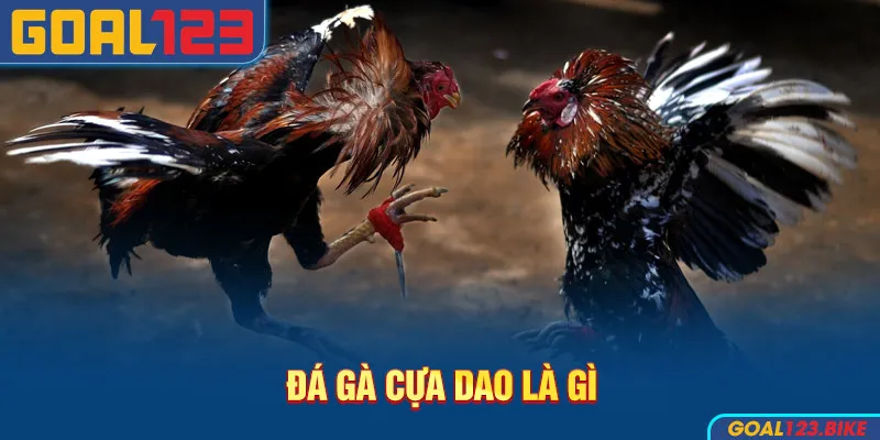 Các loại hình thức đá gà
