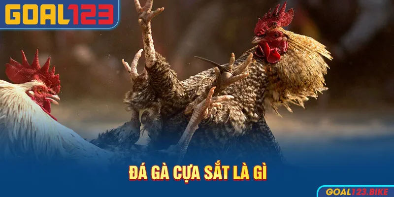 Đá gà cựa sắt